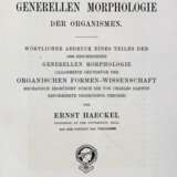 Haeckel,E - фото 2