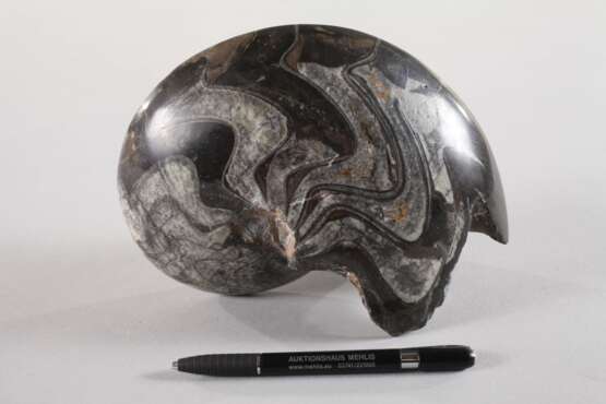 Angeschliffener Ammonit - photo 2
