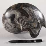Angeschliffener Ammonit - фото 2