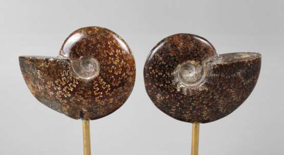 Paar Ammoniten auf Sockel - Foto 1