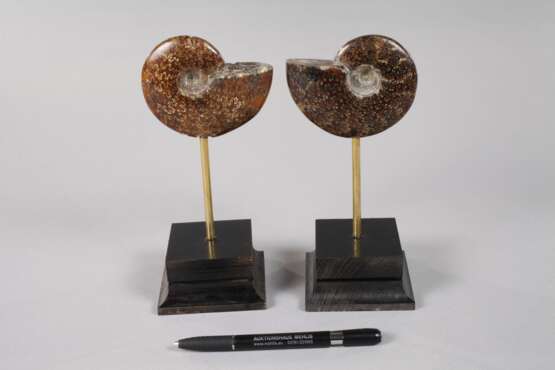 Paar Ammoniten auf Sockel - Foto 4