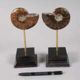 Paar Ammoniten auf Sockel - Foto 4
