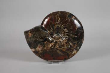 Prächtiger opalisierter Ammonit