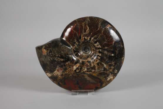 Prächtiger opalisierter Ammonit - photo 1