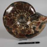 Prächtiger opalisierter Ammonit - photo 2