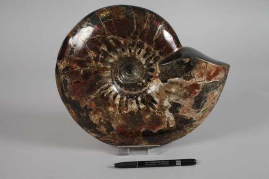 Prächtiger opalisierter Ammonit - photo 2