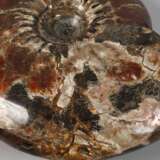 Prächtiger opalisierter Ammonit - Foto 4