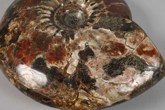 Prächtiger opalisierter Ammonit - photo 4