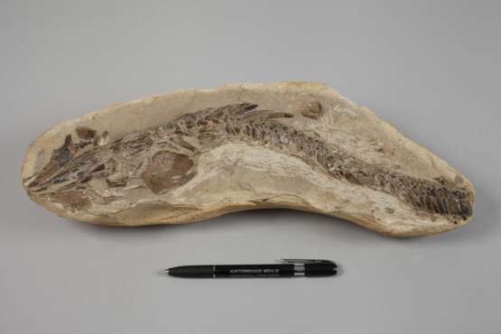 Fossil - photo 2