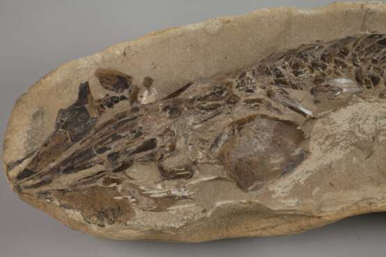 Fossil - photo 3