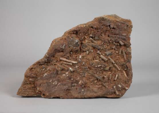 Fossilienplatte - фото 1