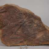 Fossilienplatte - photo 4