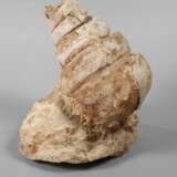 Turmschnecke - photo 1