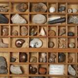 Fossiliensammlung - Foto 4