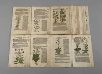 Hieronymus Bock, Sammlung Pflanzendarstellungen