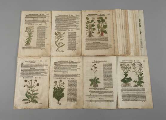 Hieronymus Bock, Sammlung Pflanzendarstellungen - фото 1