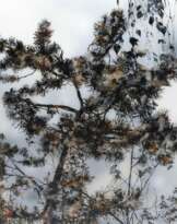 Stefan Sehler (Nürnberg 1958). Äste.