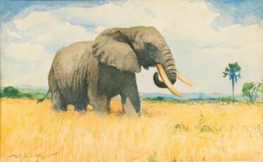 Wilhelm Kuhnert (Oppeln 1865 - Flims/CH 1926). Elephant.