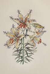 Dali Salvador (1904-1989) &quot;Lilium auratum formicans“, Heliogravure/Prägedruck, u.r. sign., u. bez., 68x49cm (m.R. 96x75,5cm)