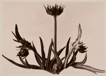 Renger-Patzsch, Albert (1897-1966) &quot;Pflanzenstudie&quot; (wohl Wiesen-Kuhschelle), Fotografie auf Pappe montiert, verso gestempelt, 12,6x17,6cm (16x21cm), min. Altersspuren