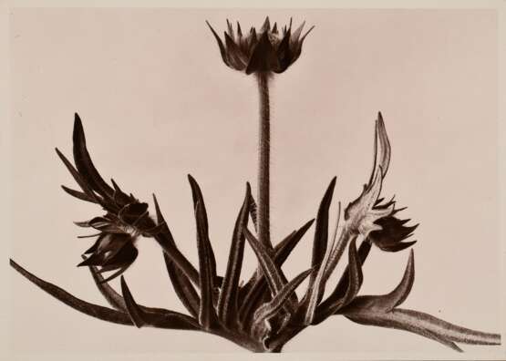 Renger-Patzsch, Albert (1897-1966) "Pflanzenstudie" (wohl Wiesen-Kuhschelle), Fotografie auf Pappe montiert, verso gestempelt, 12,6x17,6cm (16x21cm), min. Altersspuren - photo 1
