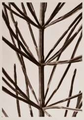 Renger-Patzsch, Albert (1897-1966) &quot;Pflanzenstudie&quot; (Schachtelhalm), Fotografie auf Pappe montiert, verso gestempelt, 18x12,6cm (21x16cm), min. Altersspuren