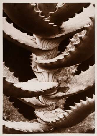 Renger-Patzsch, Albert (1897-1966) "Pflanzenstudie" (Aloe), Fotografie auf Pappe montiert, verso gestempelt, 17,8x12,6cm (21x16cm), min. Altersspuren - Foto 1