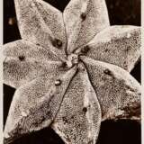 Renger-Patzsch, Albert (1897-1966) "Pflanzenstudie" (wohl Bischofsmütze), Fotografie auf Pappe montiert, verso gestempelt, 17,8x12,6cm (21x16cm), min. Altersspuren - Foto 1