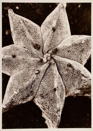Renger-Patzsch, Albert (1897-1966) "Pflanzenstudie" (wohl Bischofsmütze), Fotografie auf Pappe montiert, verso gestempelt, 17,8x12,6cm (21x16cm), min. Altersspuren - Foto 1