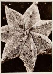 Renger-Patzsch, Albert (1897-1966) &quot;Pflanzenstudie&quot; (wohl Bischofsmütze), Fotografie auf Pappe montiert, verso gestempelt, 17,8x12,6cm (21x16cm), min. Altersspuren