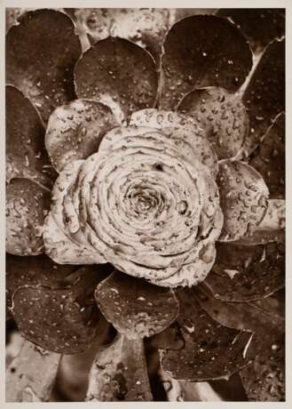 Renger-Patzsch, Albert (1897-1966) "Pflanzenstudie" (wohl Hauswurz), Fotografie auf Pappe montiert, verso gestempelt, 17,8x12,6cm (21x16cm), min. Altersspuren - photo 1