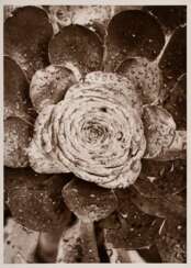 Renger-Patzsch, Albert (1897-1966) &quot;Pflanzenstudie&quot; (wohl Hauswurz), Fotografie auf Pappe montiert, verso gestempelt, 17,8x12,6cm (21x16cm), min. Altersspuren