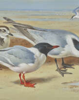 ARCHIBALD THORBURN (BRITISH, 1860-1935)
