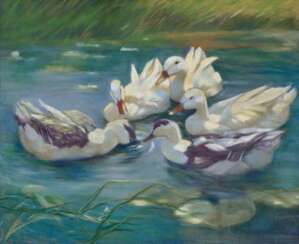 Five colorful ducks in the blue water-Lily water