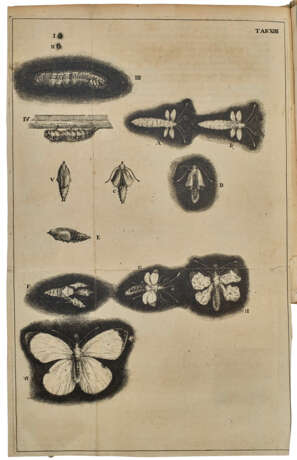 Historia insectorum Generalis - Foto 2