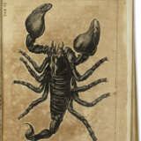 Historia insectorum Generalis - Foto 3