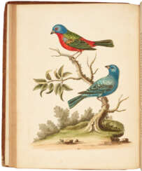 A Natural History of Uncommon Birds