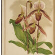 The Orchid Album - Now at the auction