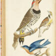 American Ornithology - Jetzt bei der Auktion