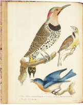 American Ornithology