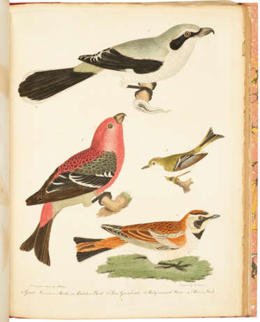 American Ornithology - Foto 2