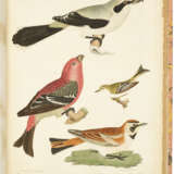 American Ornithology - photo 2