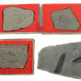 4 variierende Versteinerungen fossile Platte mit zwei Belmen… - Foto 1