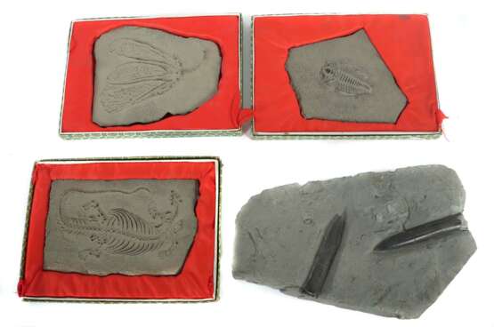 4 variierende Versteinerungen fossile Platte mit zwei Belmen… - Foto 1