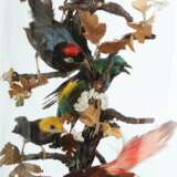 Paar Dioramen mit Vögeln um 1900, runde Holzsockel und farbl… - Foto 2