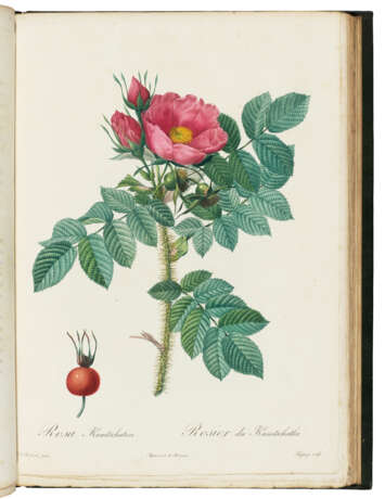 REDOUTE, Pierre-Joseph (1759-1840) and Claude Antoine THORY (1759-1827) - фото 2