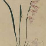 Gladiolus Carneus. - photo 1