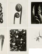 Karl Blossfeldt. Pflanzenformen II