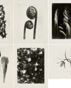 Karl Blossfeldt. Karl Blossfeldt. Pflanzenformen II