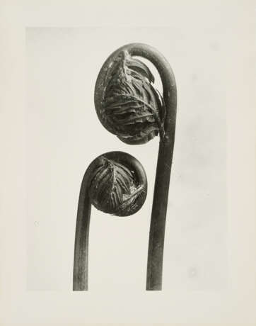 Karl Blossfeldt. Pflanzenformen II - фото 3